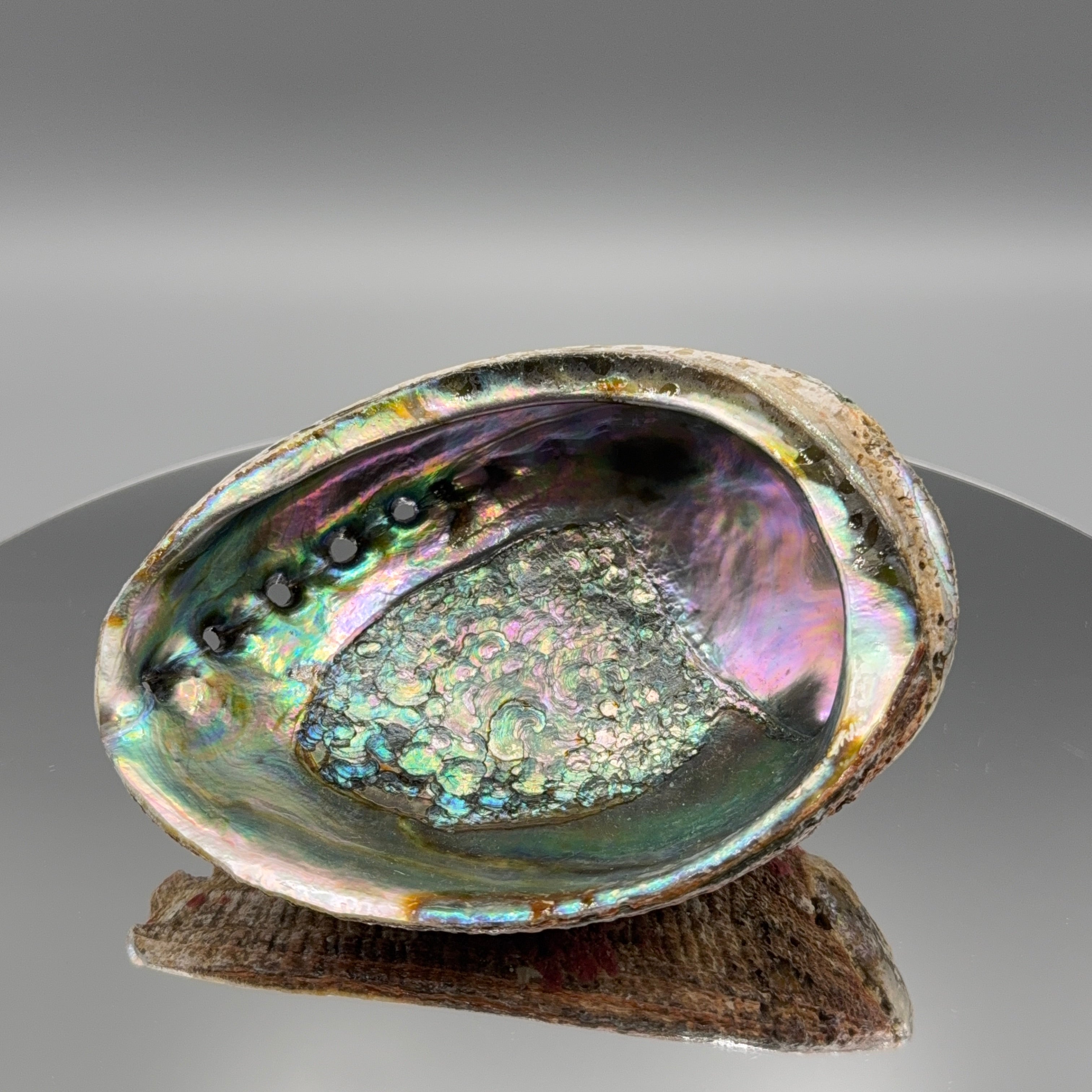 Abalone Muschel – Größe XL
