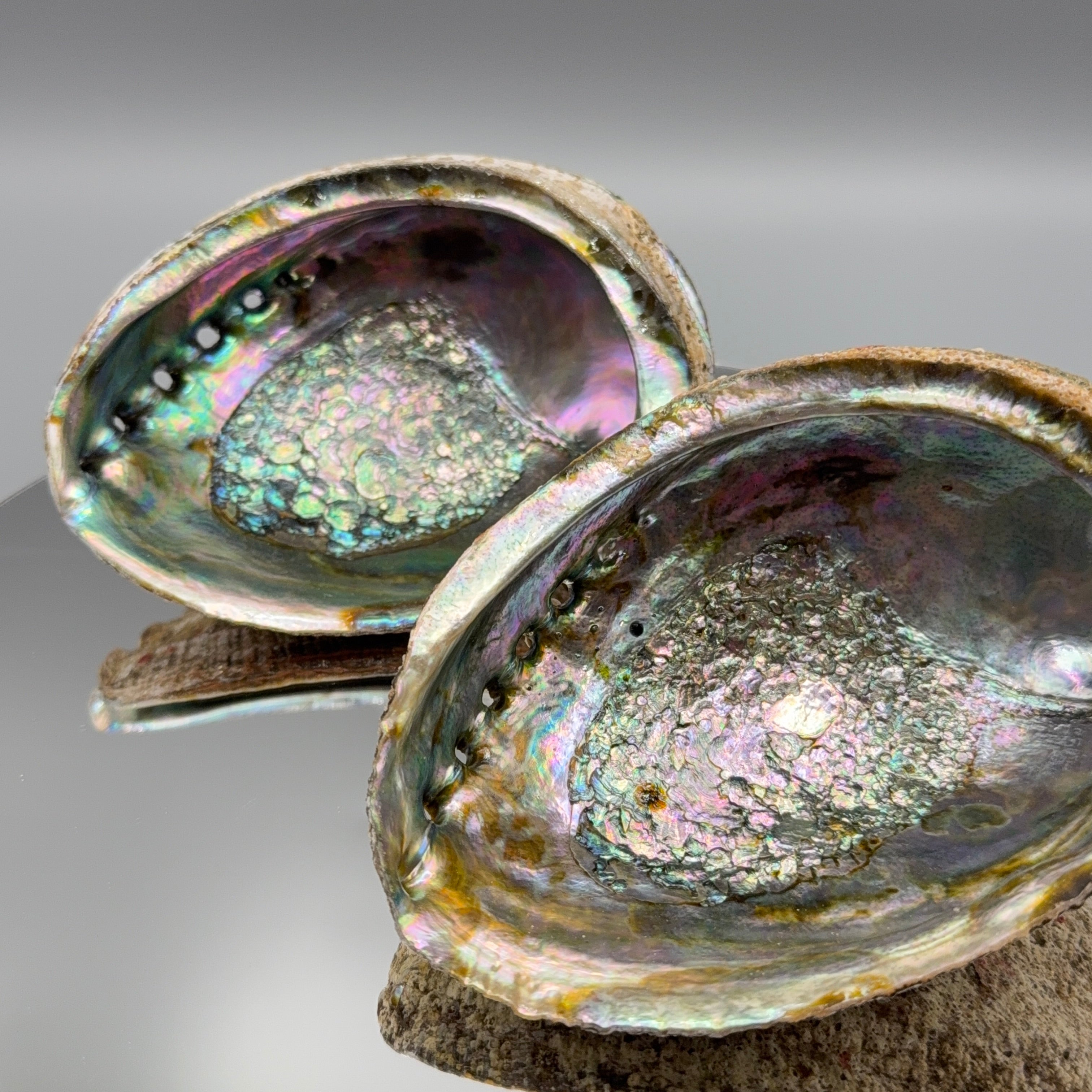 Abalone Muschel – Größe XL