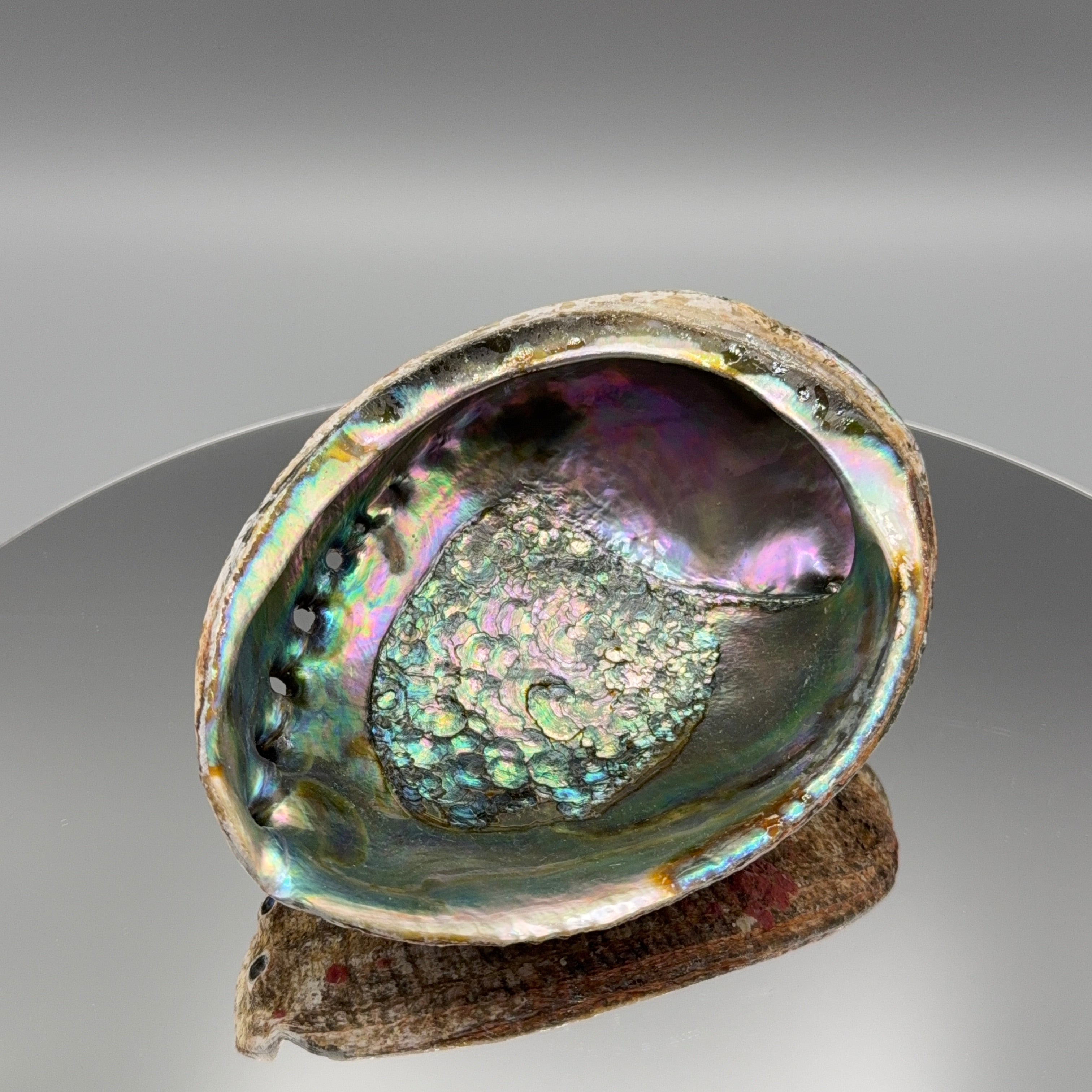 Abalone Muschel – Größe XL