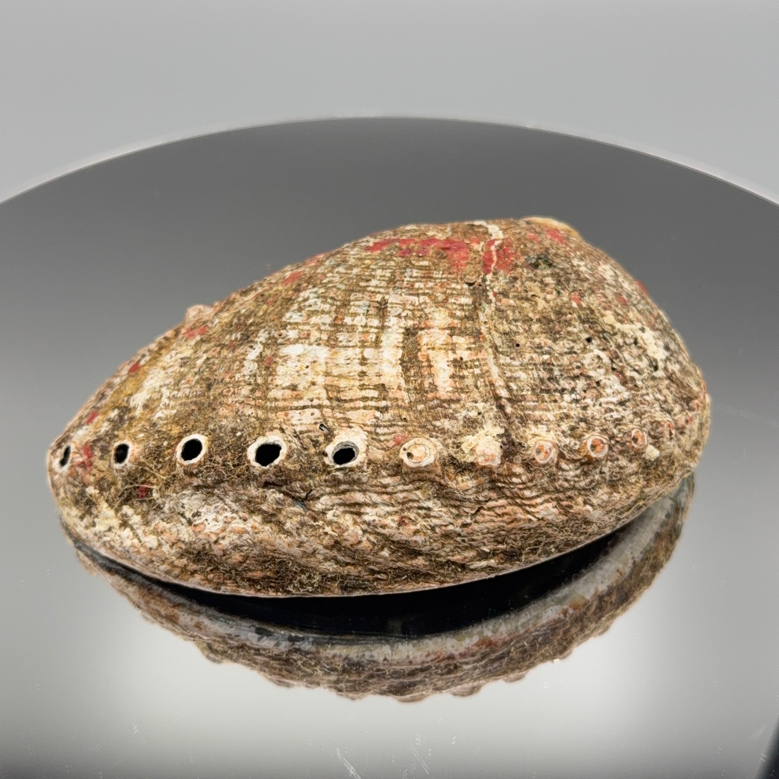 Abalone Muschel – Größe XL