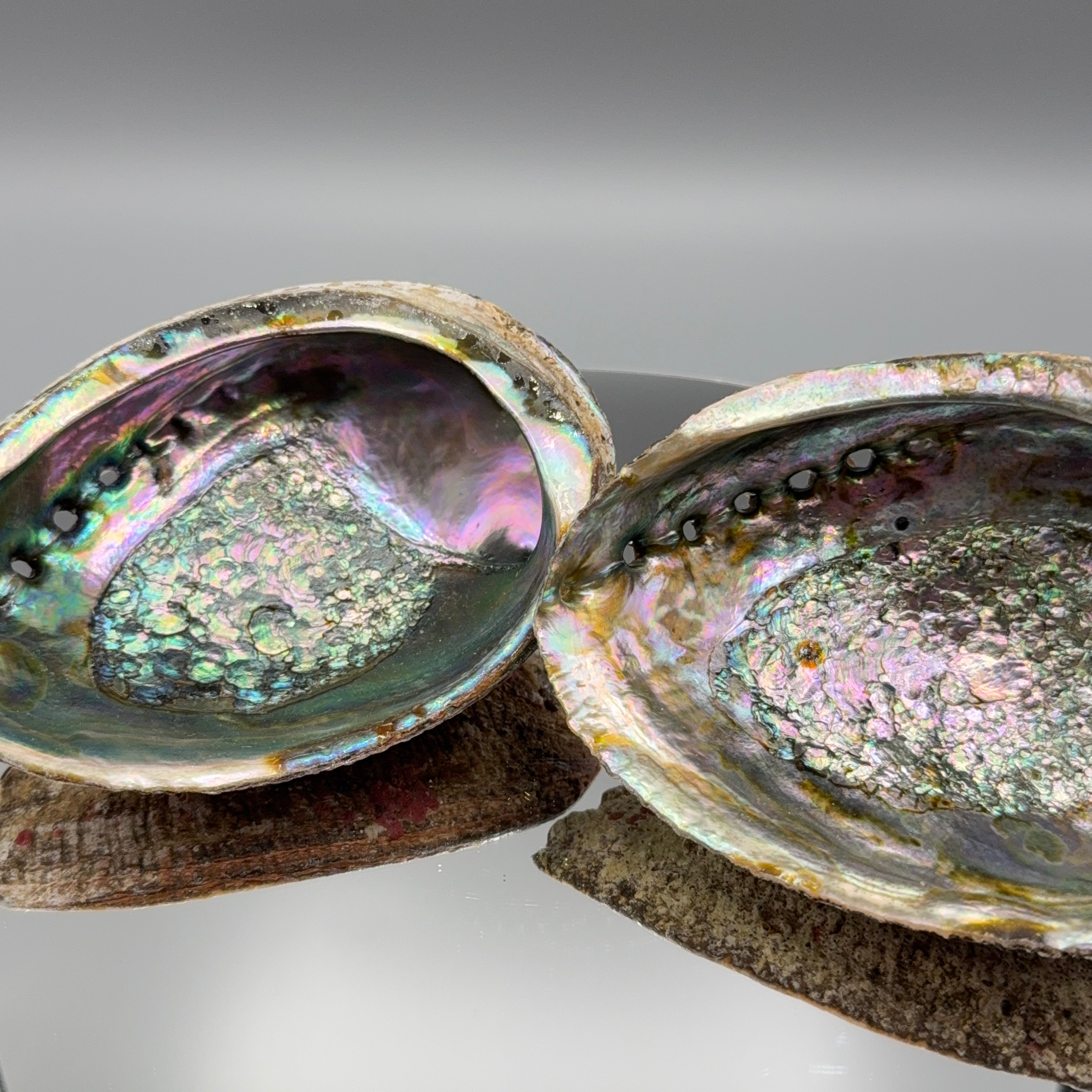 Abalone Muschel – Größe XL