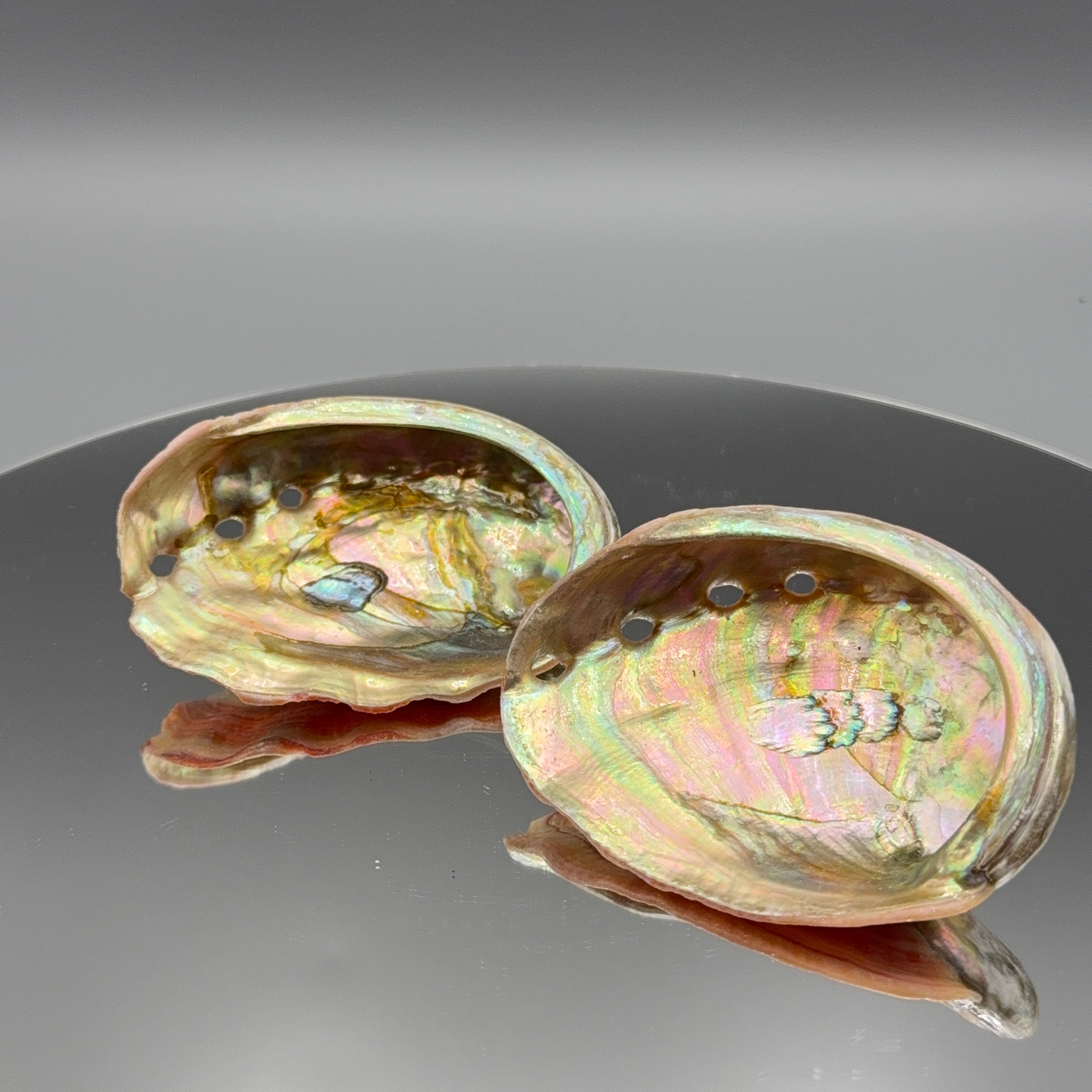 Abalone Muschel -Größe M