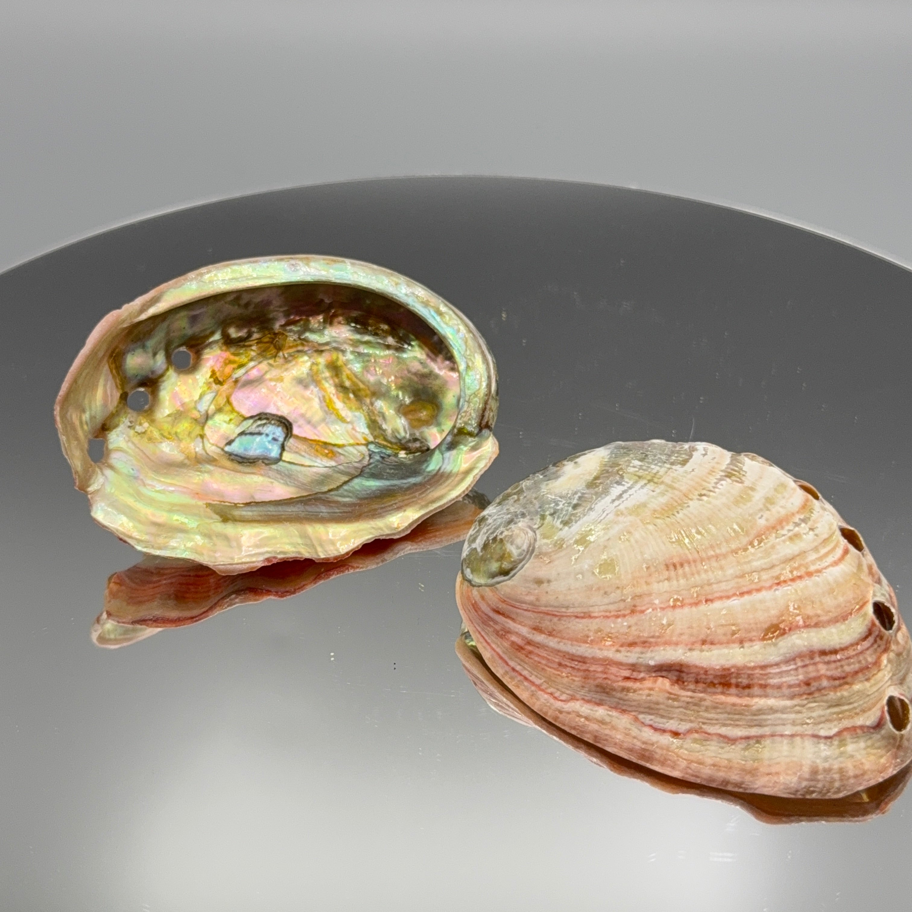 Abalone Muschel -Größe M