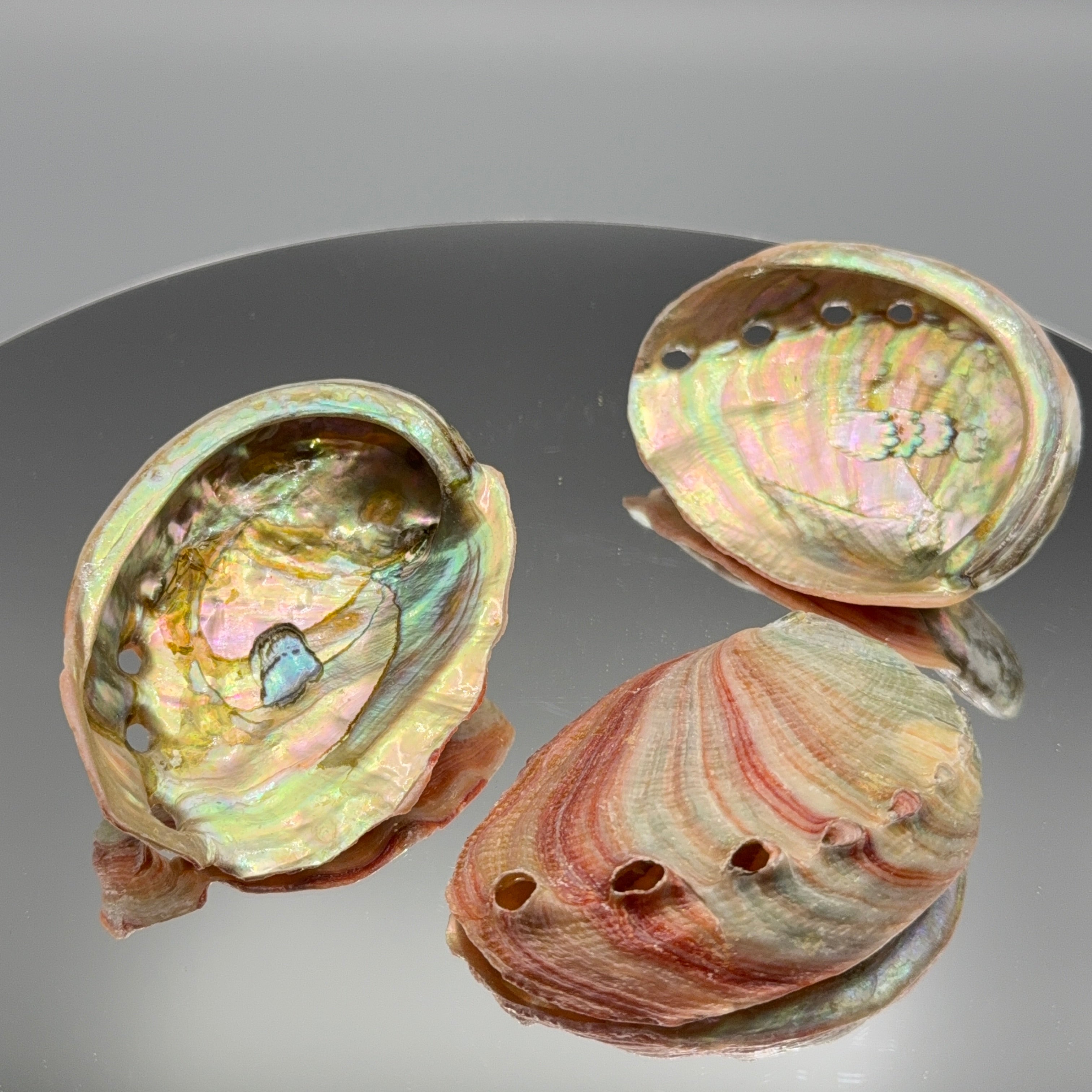 Abalone Muschel -Größe M